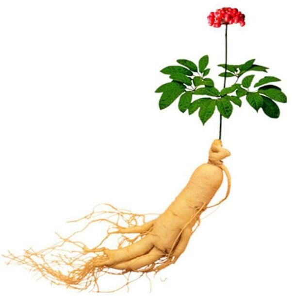 Root de Ginseng in XTRAZEX (1)