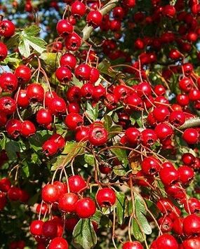 hawthorn to increase power