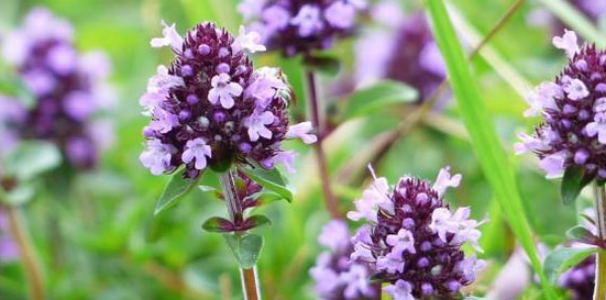 Thyme strengthens a man's sexual power