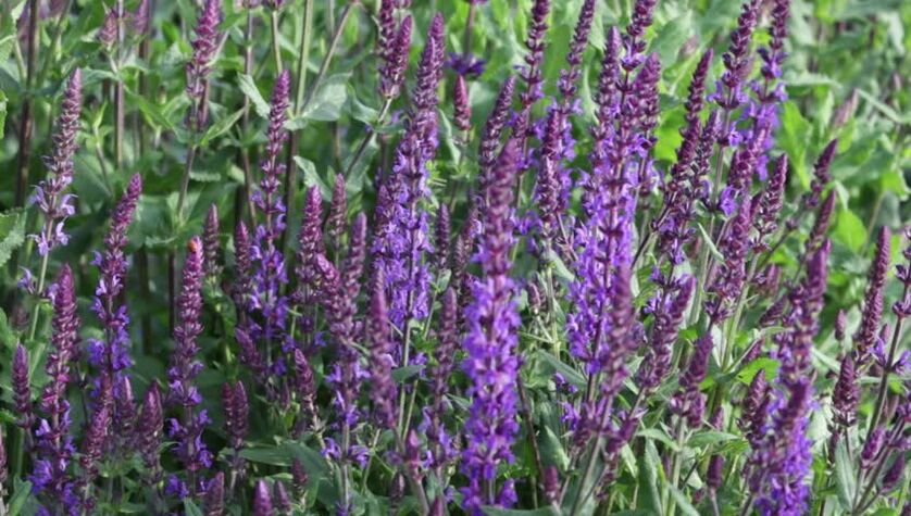sage to increase potency