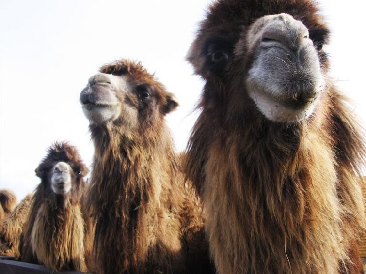camel and its stomach to increase potency